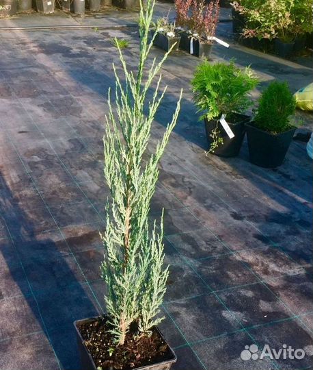 Скальный Блю Эрроу