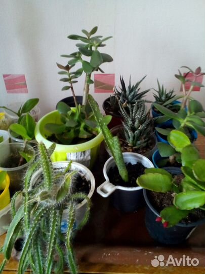 Продам цветы комнатные