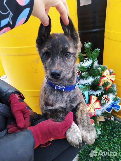 Малыши в добрые руки