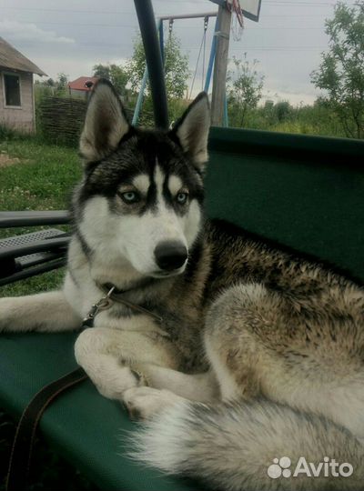 Вязка