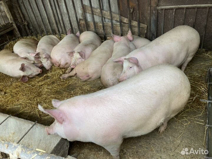 Продажа свиней и поросят на мясо