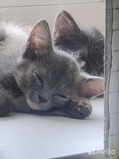 Кошки в добрые руки бесплатно