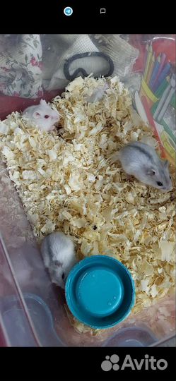 Джунгарский хомяк