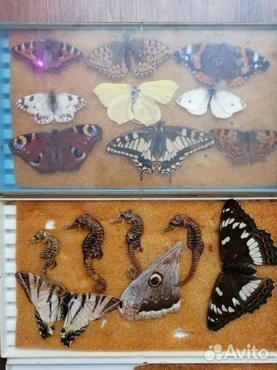 Засушенные бабочки