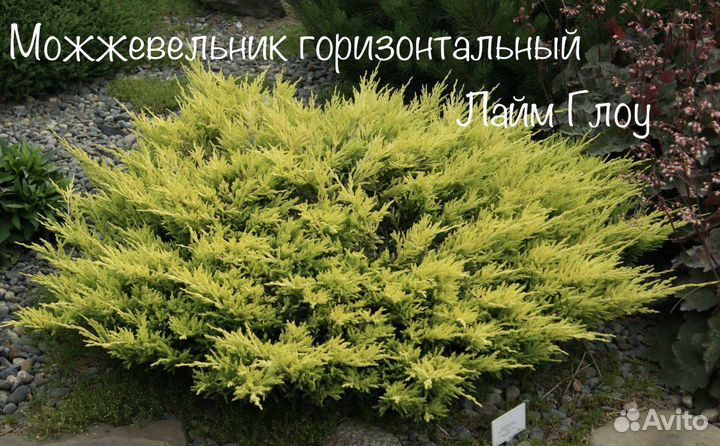 Можжевельник, туя, ель