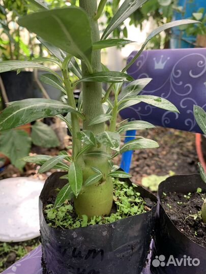 Экзотические/тропические растения для дома