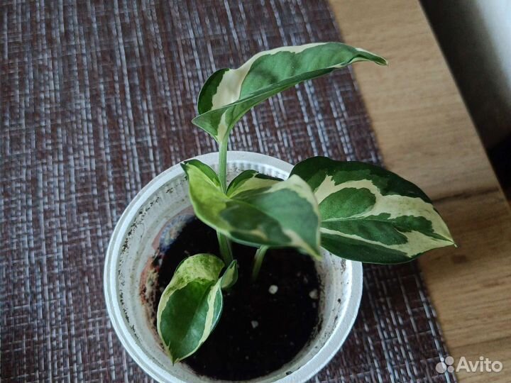 Сциндапсус Эн Джой