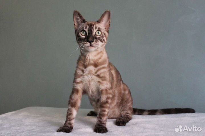 Бенгальские котята уголь