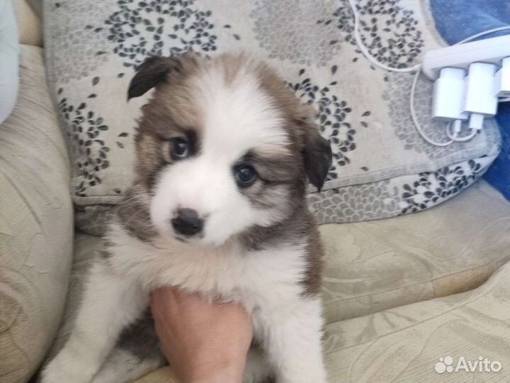 Маленькая собака в добрые руки