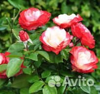 Саженцы розы Ностальжи