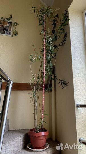 Олеандр цветущий