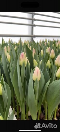 Тюльпаны к 8 марта