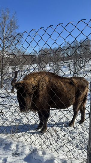 Индивидуальные экскурсии Алтай Манжерок