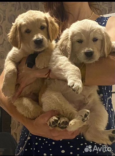 Ретривер вязка