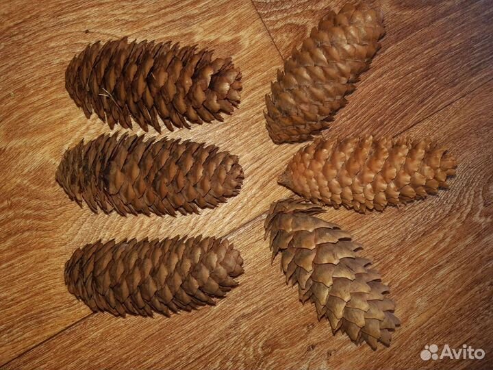 Еловые шишки