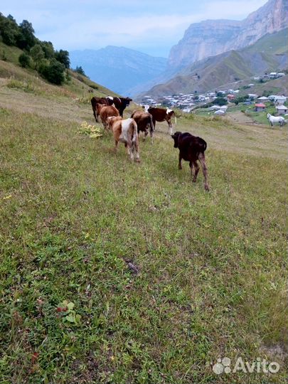 Бычки и тëлки