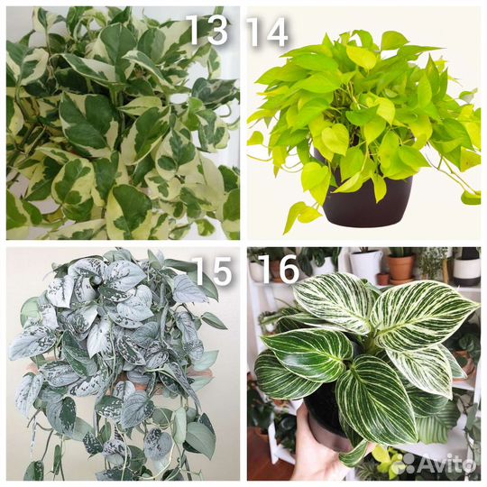 Сциндапсус, эпипремнум, филодендрон, монстера
