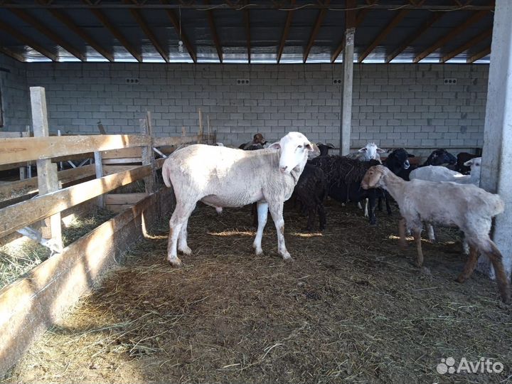 Овцы бараны