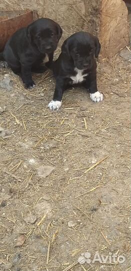 Собака в добрые руки отдам бесплатно