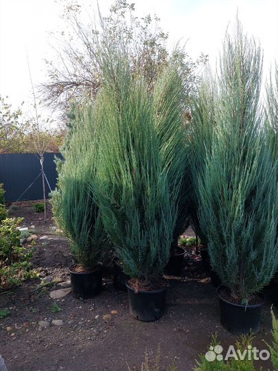 Хвойные декоративные растения