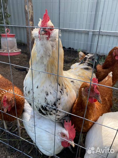 Куры несушки