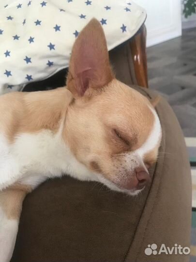 Вязка кобель чихуахуа