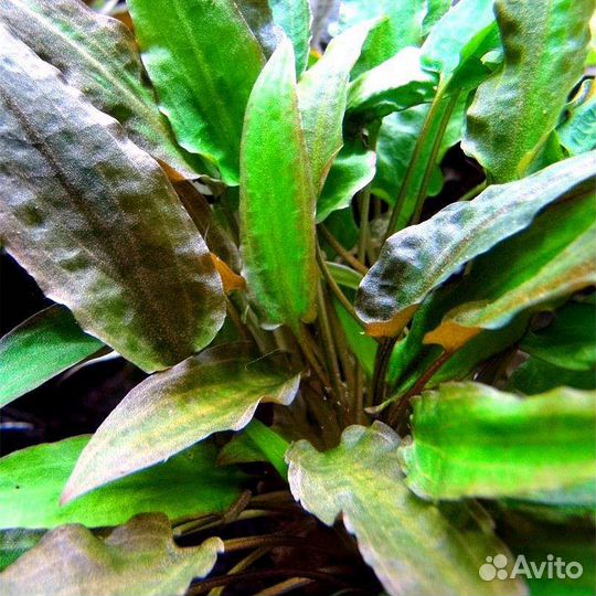 Растения для аквариума