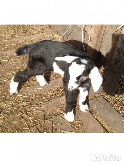 Козлята и дойные козы