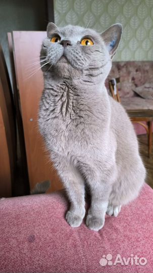 Британская