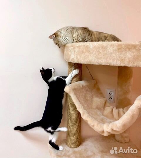 Передержка кошек / Зоогостиница