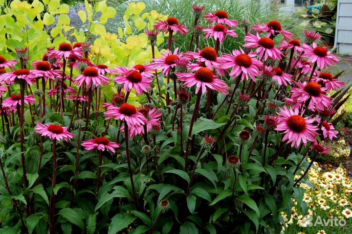 Эхинацея розовая