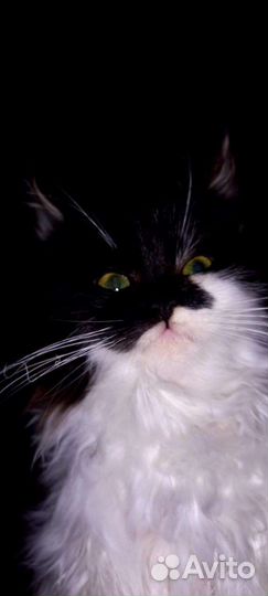 Кошка в добрые руки