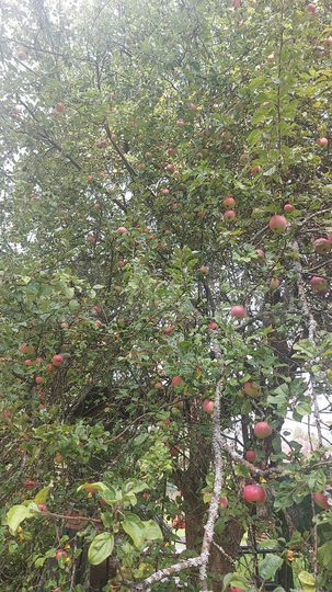 Дом 266 м² на участке 15 сот.