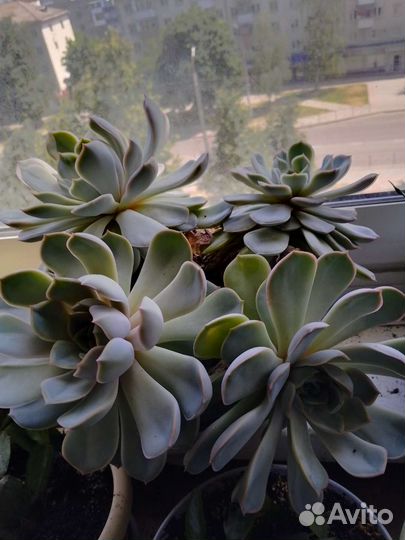 Эхиверия два растения