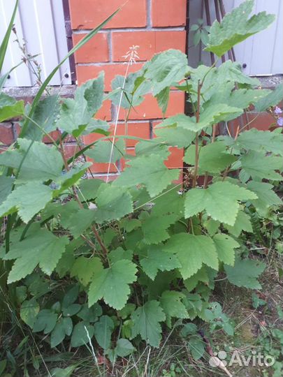 Красная смородина саженцы