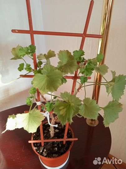 Пеларгония герань