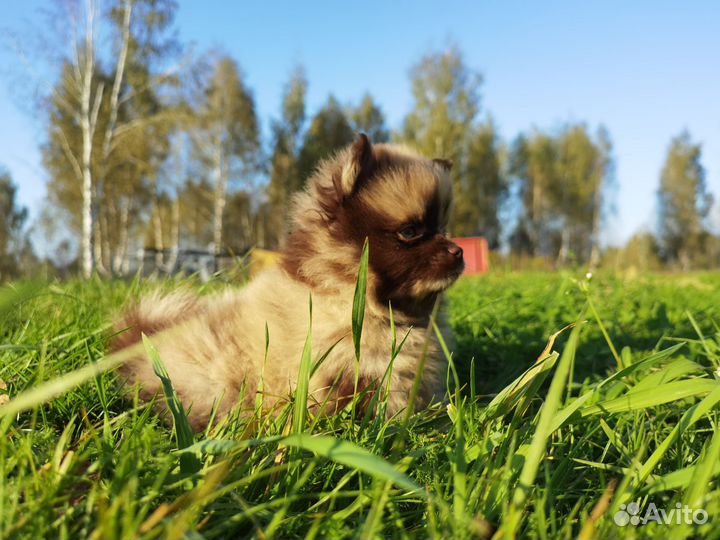 Щенок шпица