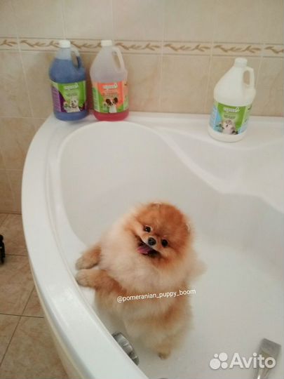 Стрижки, чистка зубов: салон - Жукова, 8