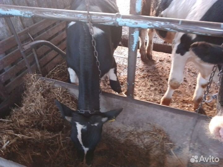 Бычки и быки