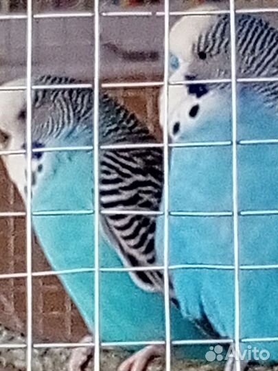 Попугай волнистый