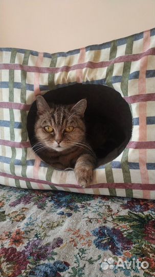 Шотландская кошечка