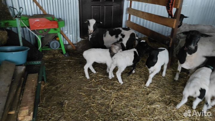 Племенные бараны