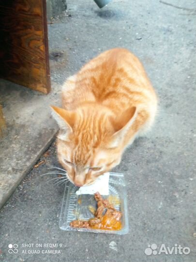 Молодой котик