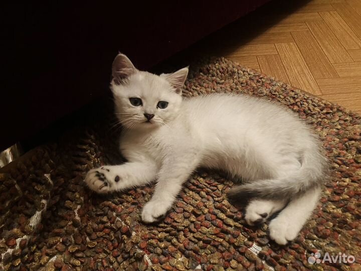 Продам котёнка