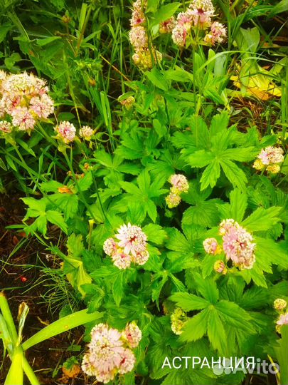 Садовые растения