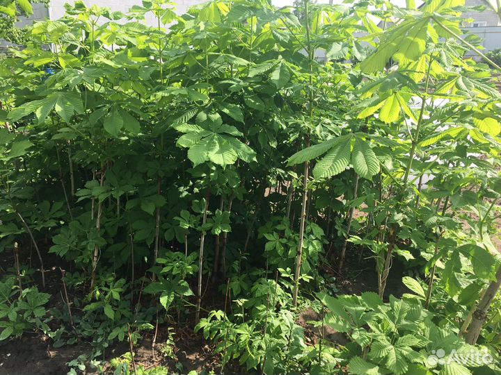 Каштан, саженцы 2-х, 3-х летние