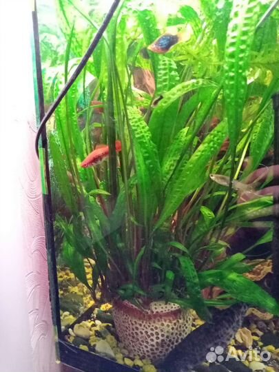 Анубиас, Криптокорина, Элодея, Роголистник