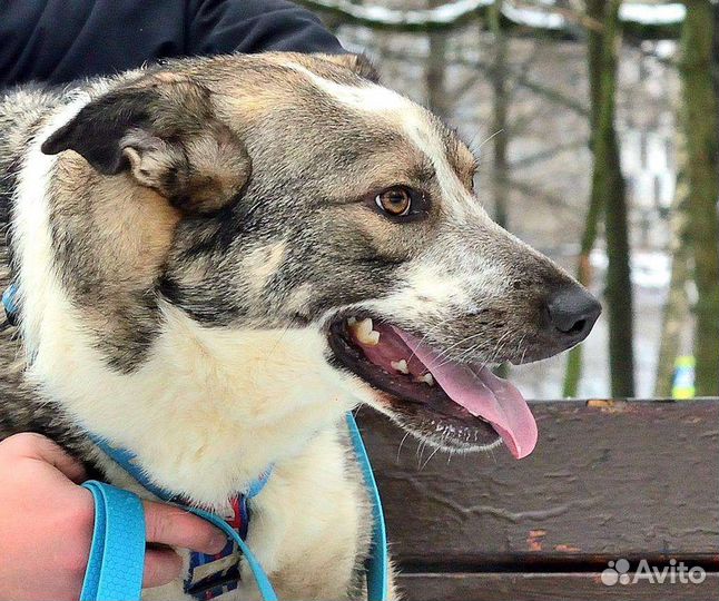 Собака Джаз в добрые руки