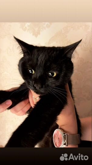 Отдам в добрые руки