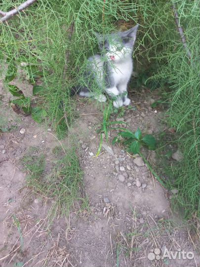 Чудо девочка